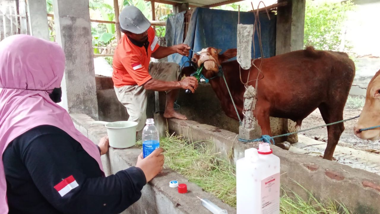 JAGA KESEHATAN HEWAN TERNAK, KELOMPOK TERNAK BINAAN RUMAH ZAKAT RUTIN HADIRKAN TIM KESEHATAN ...